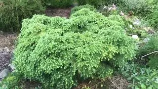 Тсуга канадская Джеделох/tsuga canadensis Jeddeloch