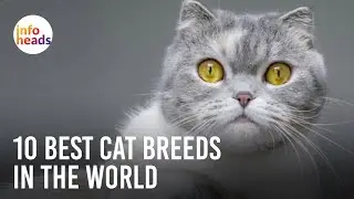 Top 10 Cat Breeds in the World