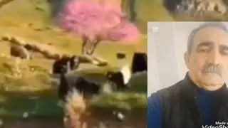 Kılama dengbeji xelka teli  gotin sidike bozo kerema xe kanalı bişopinin selavu rez 