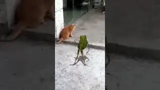 patli kamariya #shorts #shortsfeed #song #viral #viralshorts