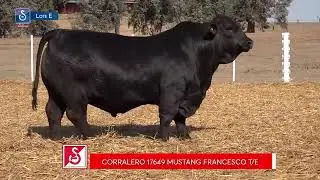 BALDOMERO - BRANGUS - SEMEX - CIAVT