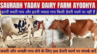 Saurabh Yadav Dairy Farm Juberganj pashu Mandi Sohawal Ayodhya UP