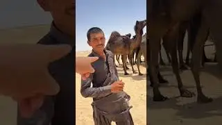 صبار صديق الكل