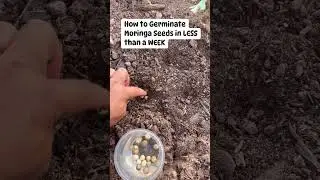 Fastest Way of Germinating Moringa Seeds | Moringa Growing Tips