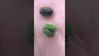 Cute thistle tortoise beetle (Cassida rubiginosa) #cute #beetle #ukwildlife #green #nature #pretty