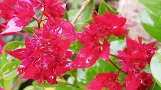 Morning Dew on Red Flowers | Macro Nature Beauty in Home Garden 