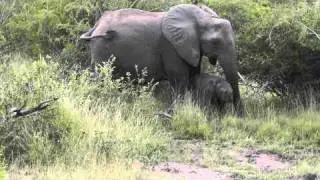 Baby Elephant Learning To Use Trunk At Ulusaba