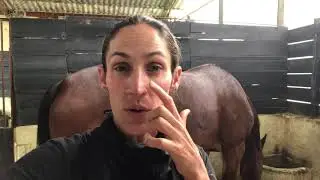 Aceites esenciales para los Caballos