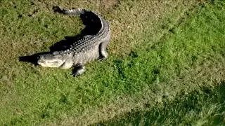 Eagle 8 records large gator in Manatee County