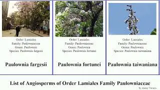List of Angiosperms of Order Lamiales Family Paulowniaceae tree dragon princess elongata fortunei