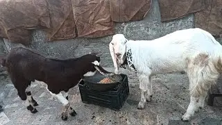 क दाना बकरे ने मुंह से उठाया/पिछला रिकॉर्ड टूटा/ self feeding 2kg live record video|| AYAN King 👑