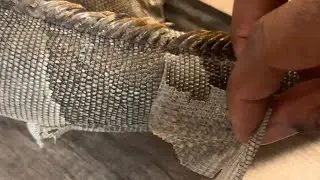 SO SATISFYING Unboxing my iguana from old, crunchy, shedding skin!