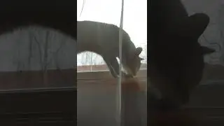 Kicia, co szkodzi obiecać? 🐈