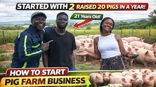 How you can start small on a Pig Farming in Zimbabwe 
