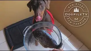 Doberman eating a whole fish!