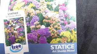Statice Seeds - Limonium sinuatum - F&eacute;toppur - Sumarbl&oacute;m - Bl&oacute;mafr&aelig; - Fr&aelig;pakki