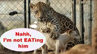 The UNEXPECTED Best Friends | The Jaguar and Jack Russell&rsquo;s Heartwarming Bond