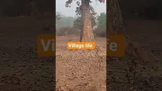 village life goan