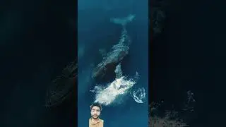 #ocean #whale #deepsea #viral #size