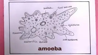 How To Draw Amoeba Drawing Step By Step/Amoeba Drawing