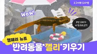 공룡을 닮은 세상에서 가장 화려한 도롱뇽, 엠페러 뉴트 키우기