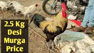 Chicken & Desi Murga price | Desi Murgi | Gavrani Chicken |Desi Chicken & Desi Murgi गावरणी मुर्गा