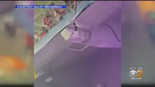 Cat Falls From A Tier In Hard Rock During A College Football Game