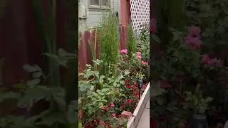 Creating a side garden with Italian cypress trees and roses