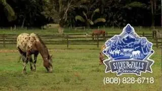 Kauai Horseback Riding Spotlight - Silver Falls Ranch - KVIC-TV, myKauai.com [Activity]