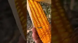 Growing Yellow Corn for Animal Feed in Tarlac, CORN FARMING #animalfeeds #fyp #corn
