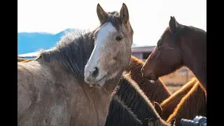 Rocky Mountain Supply, CHS Nutrition, New Generations Supplements and UM Western Colt Starting