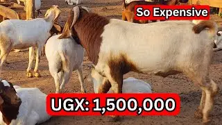 Getting commercial Boer goats in Uganda not something I wish to go through Again