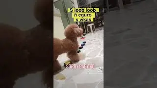 TALKING DOG 👉 PET TALKING BUTTONS, WANTS HIS FAVORITE TOY FOR THE DAY 😁 #migzthepoodle