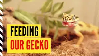 Cara Memberi Makan Leopard Gecko Dengan Gutload Jangkrik Dan Kalsium