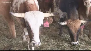 Georgia National Rodeo continues in Perry