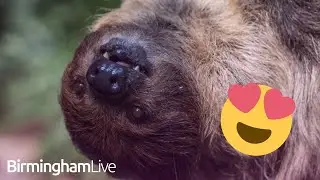 Folly Farm welcomes 15 month old sloth called Button as part of breeding programme 🦥