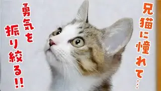 【感動】兄猫に憧れた子猫が勇気を振り絞って一歩踏み出した瞬間に涙…！