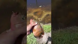 Strong Fighter of a Mayan Cichlid Caught with a Treble Hook on April 14th, 2021
