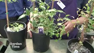 Picking a good Clematis