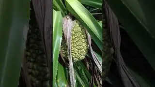 Pandanus || Kewra