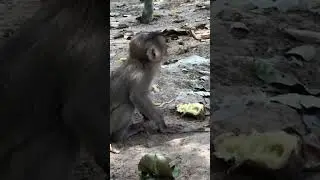 Wow! How gorgeous baby monkey shows about daily life they are! #shorts  #mongkey #animals