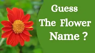Flowers Name| Flowers Quiz | Guess the Flowers Name| Flowers Name for kids| Flowers name in English 