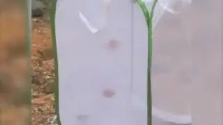 Butterflies Cage