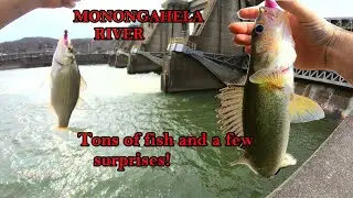 First time fishing MONONGAHELA RIVER for WALLEYE with SOFTPLASTIC SWIMBAITS MISSION SUCCESSFUL!
