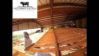 Working at Faithway Cattle