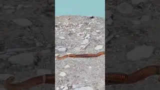 how earthworms are born ? #facts #3danimation