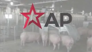 AP Swine&rsquo;s Gestation Sow Feeder Overview