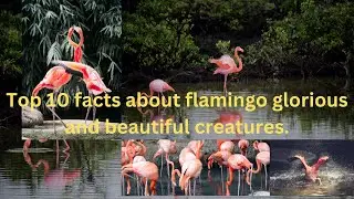 Top 10 facts about the flamingo glorious bird. #wildlife #wildbirds #birds #flamingo #flamingobeach