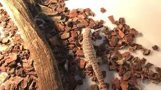 Baby Red Tegu Eating Rat (2) 🐭