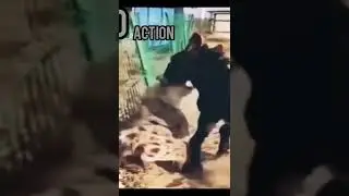 #shorts : Hyena vs monkey